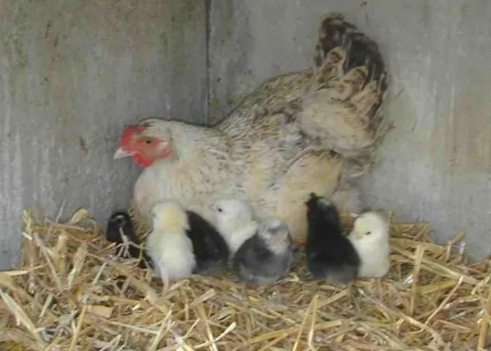 Confortable A Avec Internet - Fr-1-616-533